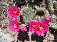 CactusFlowers